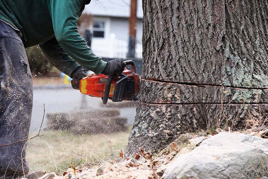 Tree Removal in Baltimore